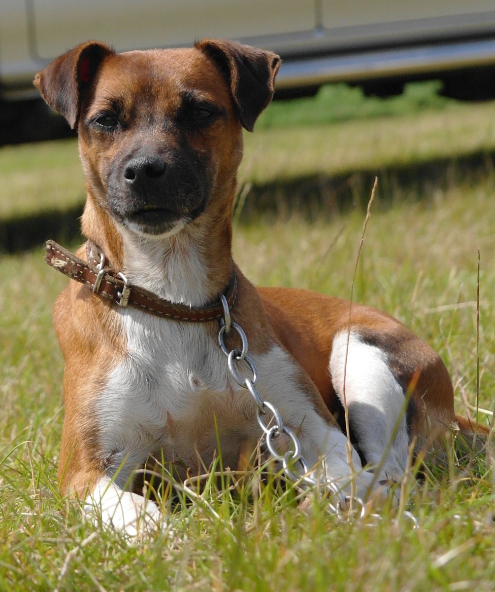 Стоун терьер