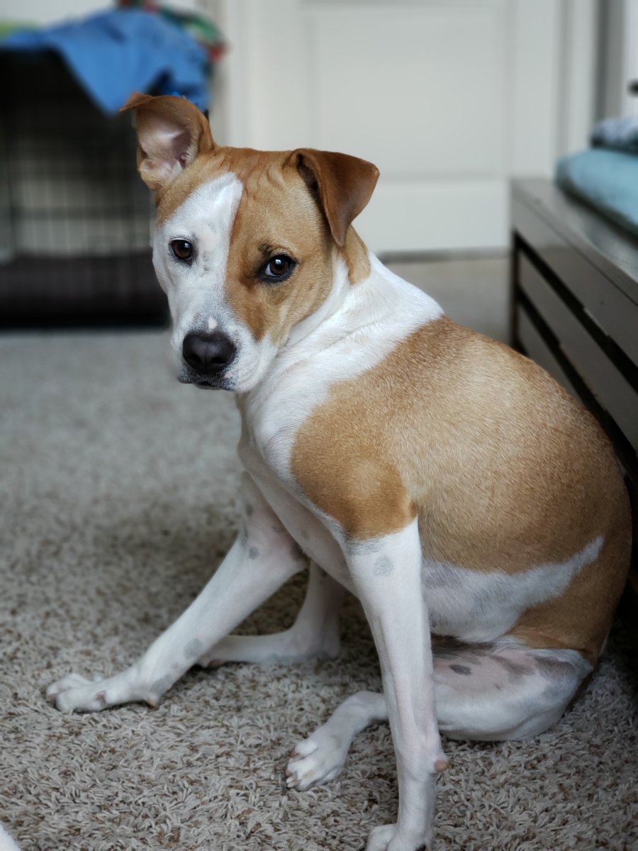 Плюмер терьер