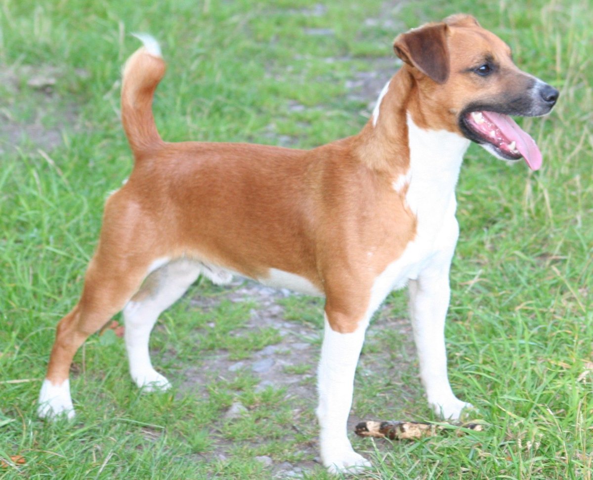 Фото спящего пса в высоком качестве