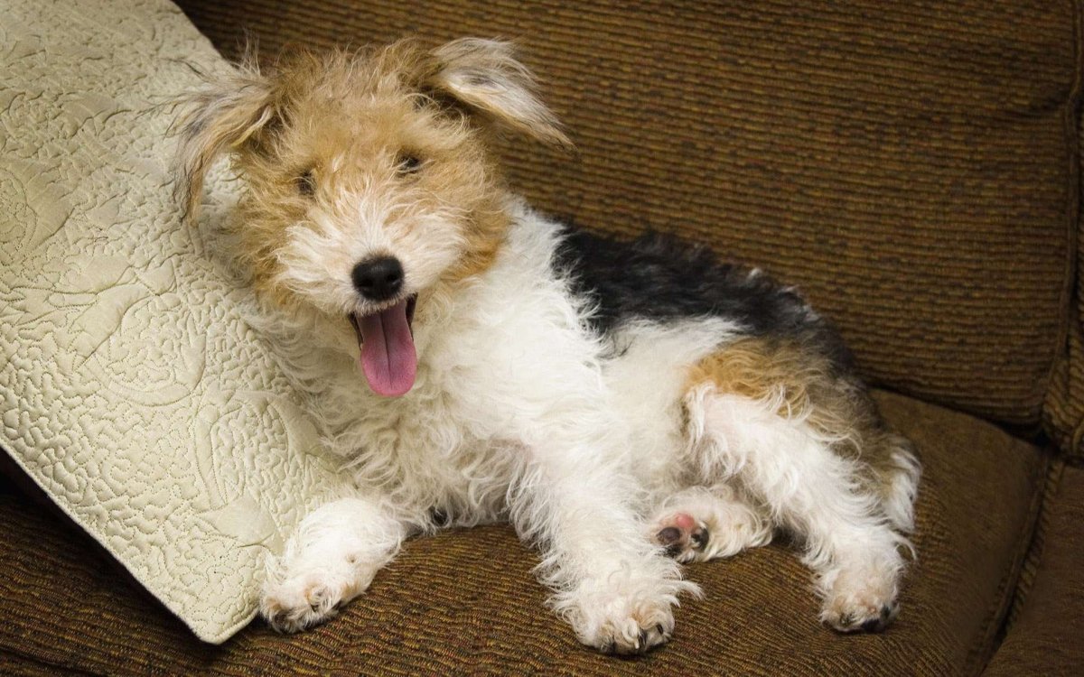 Купить Cairn терьер