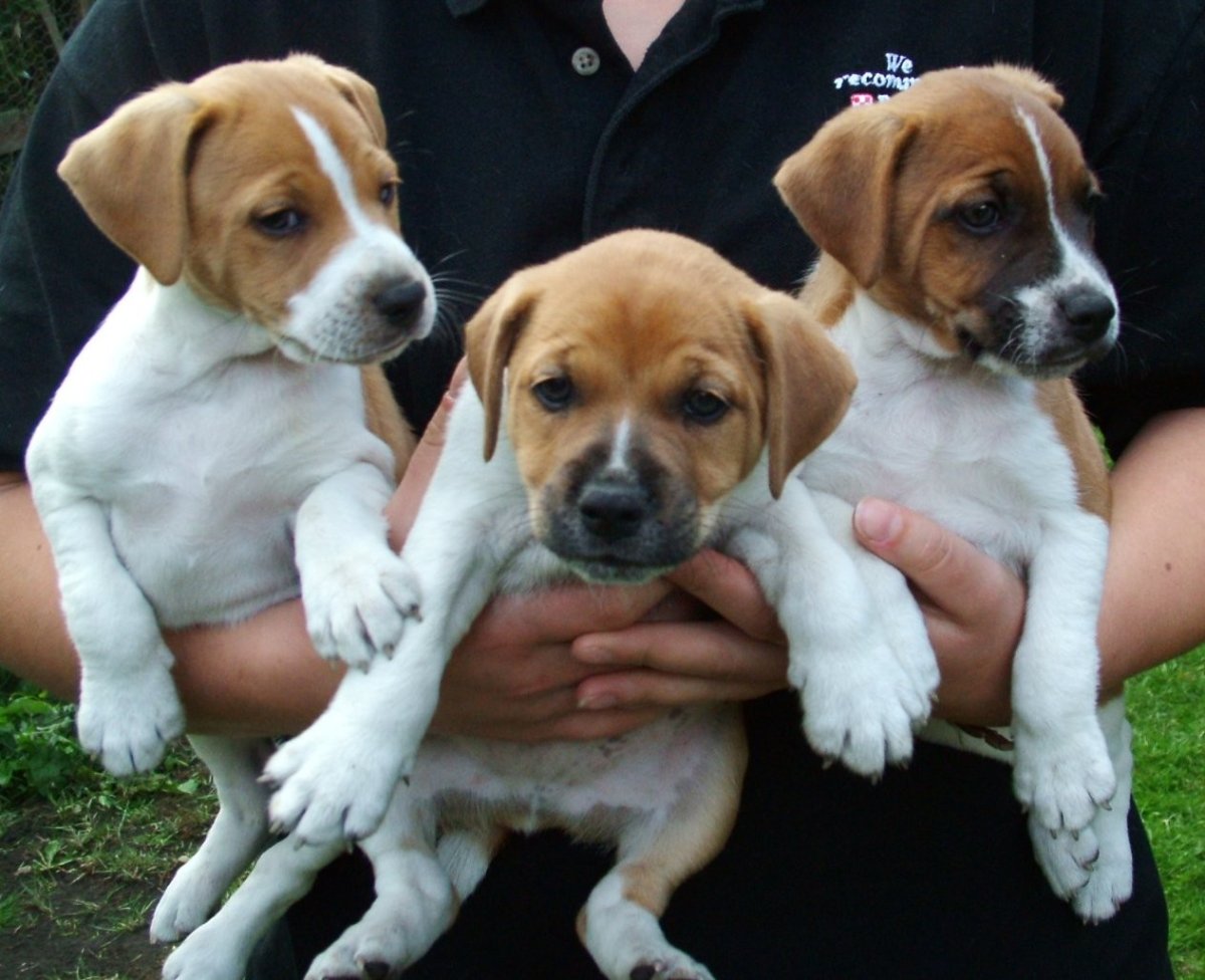 Пламмер терьер