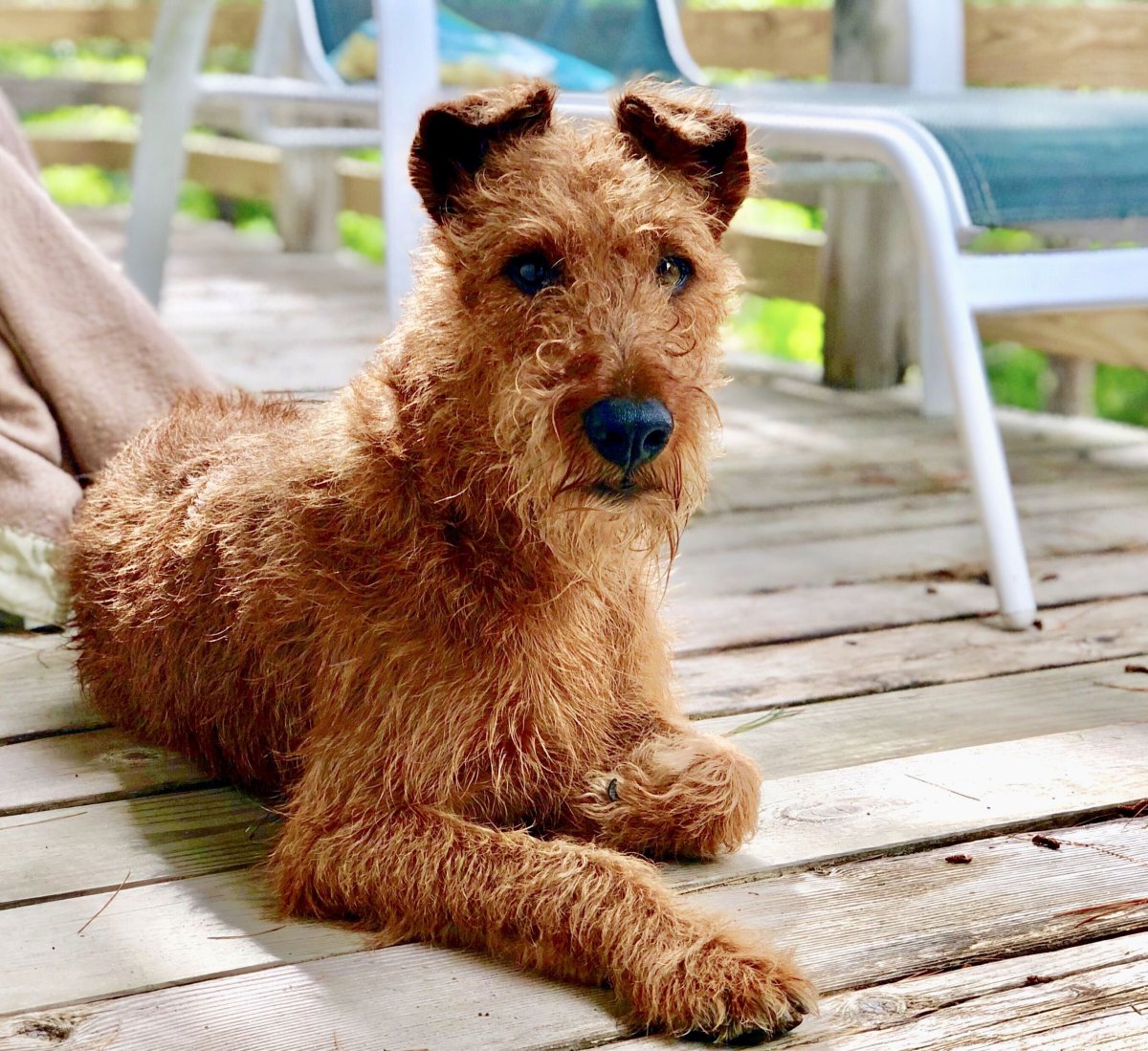 Джек Рассел Далматин