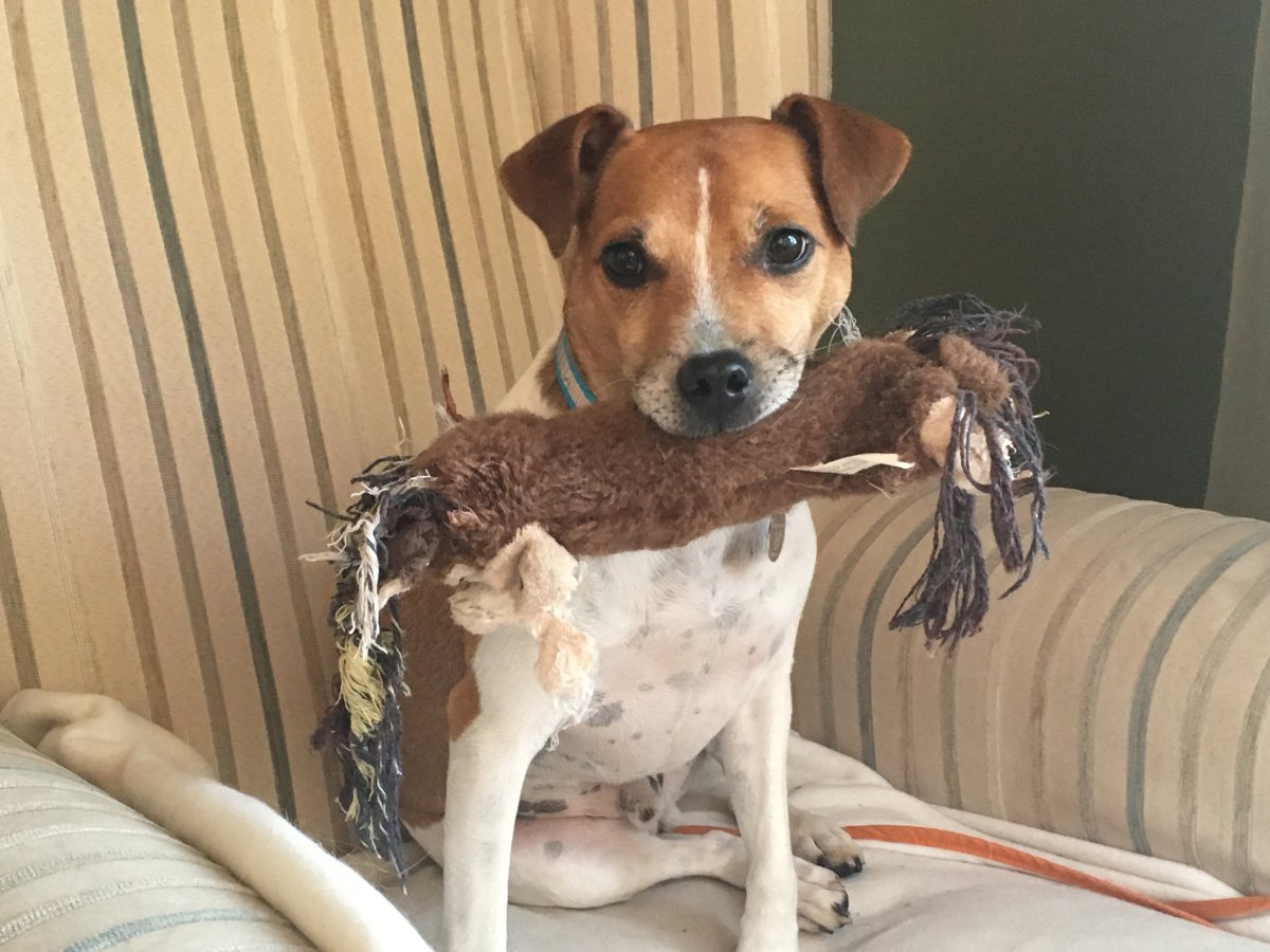 Джек Рассел анфас