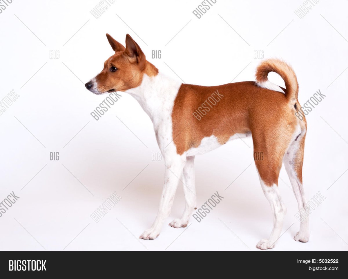 Красивые белые собачки