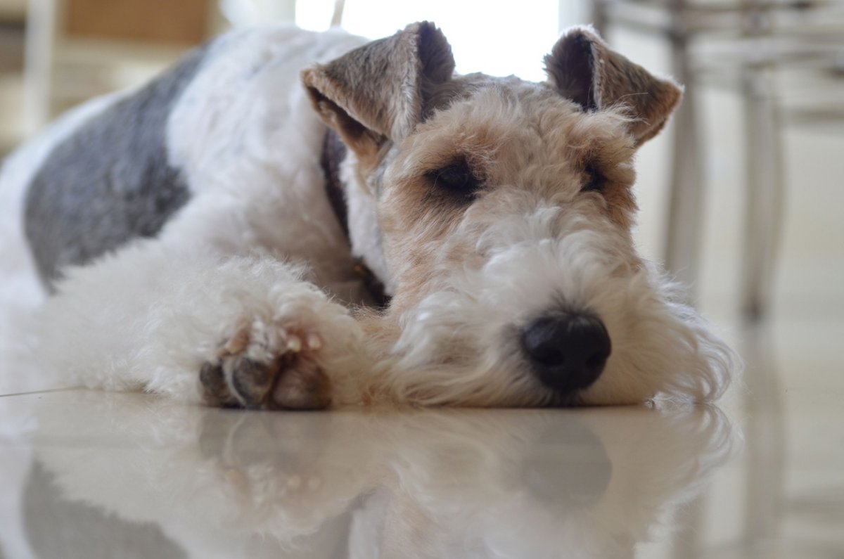 Вельштерьер (валлийский терьер)