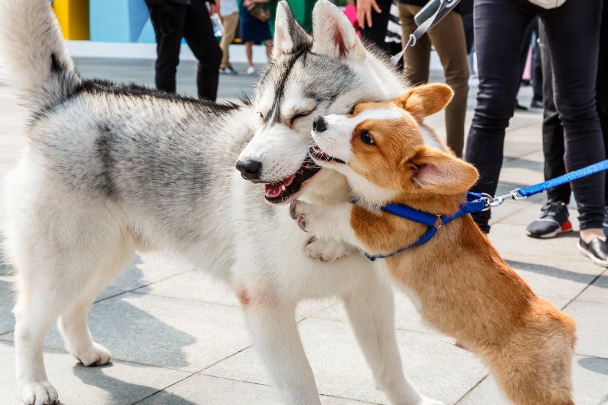 Помесь хаски и корги