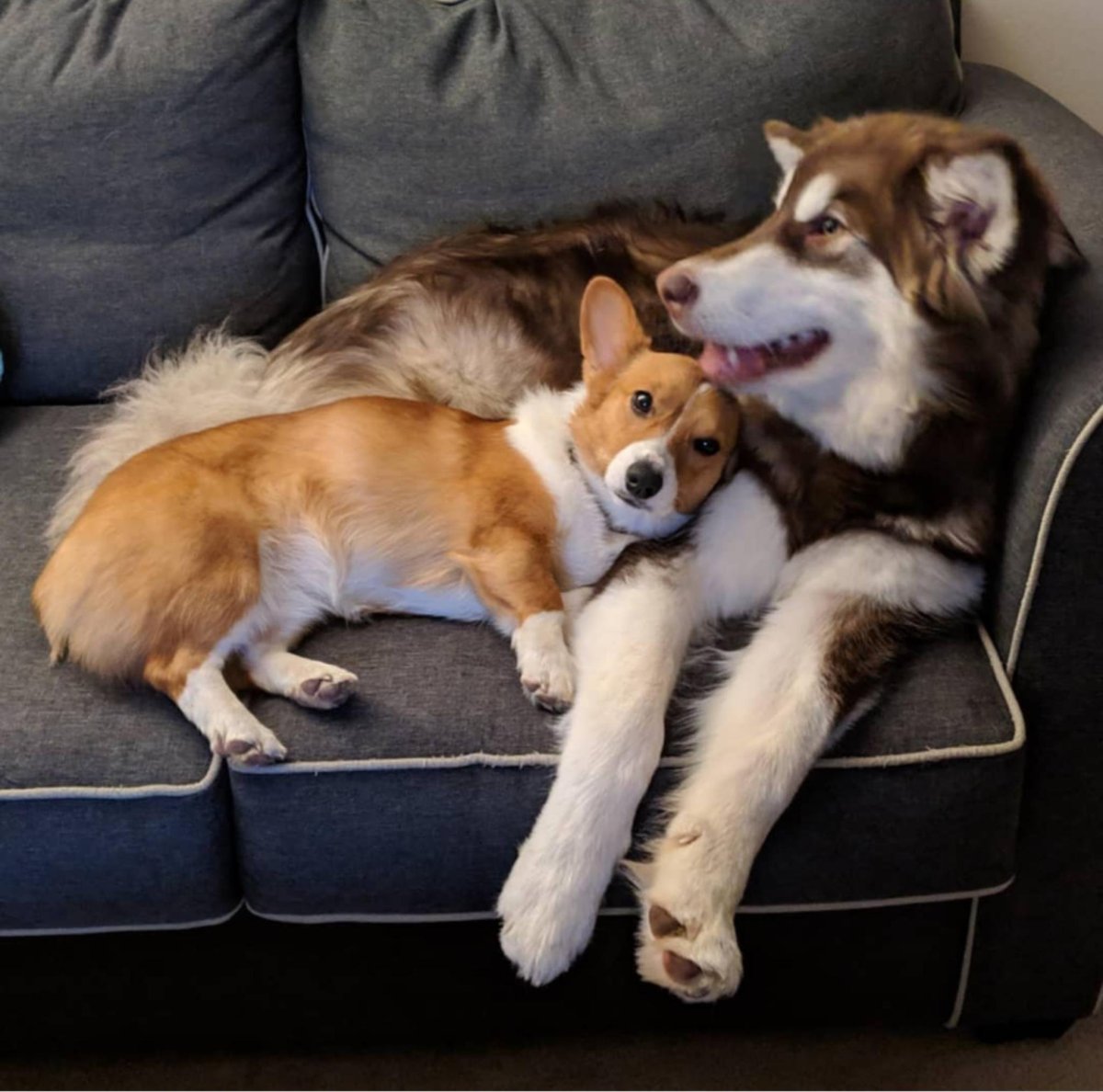 Корги и самоед