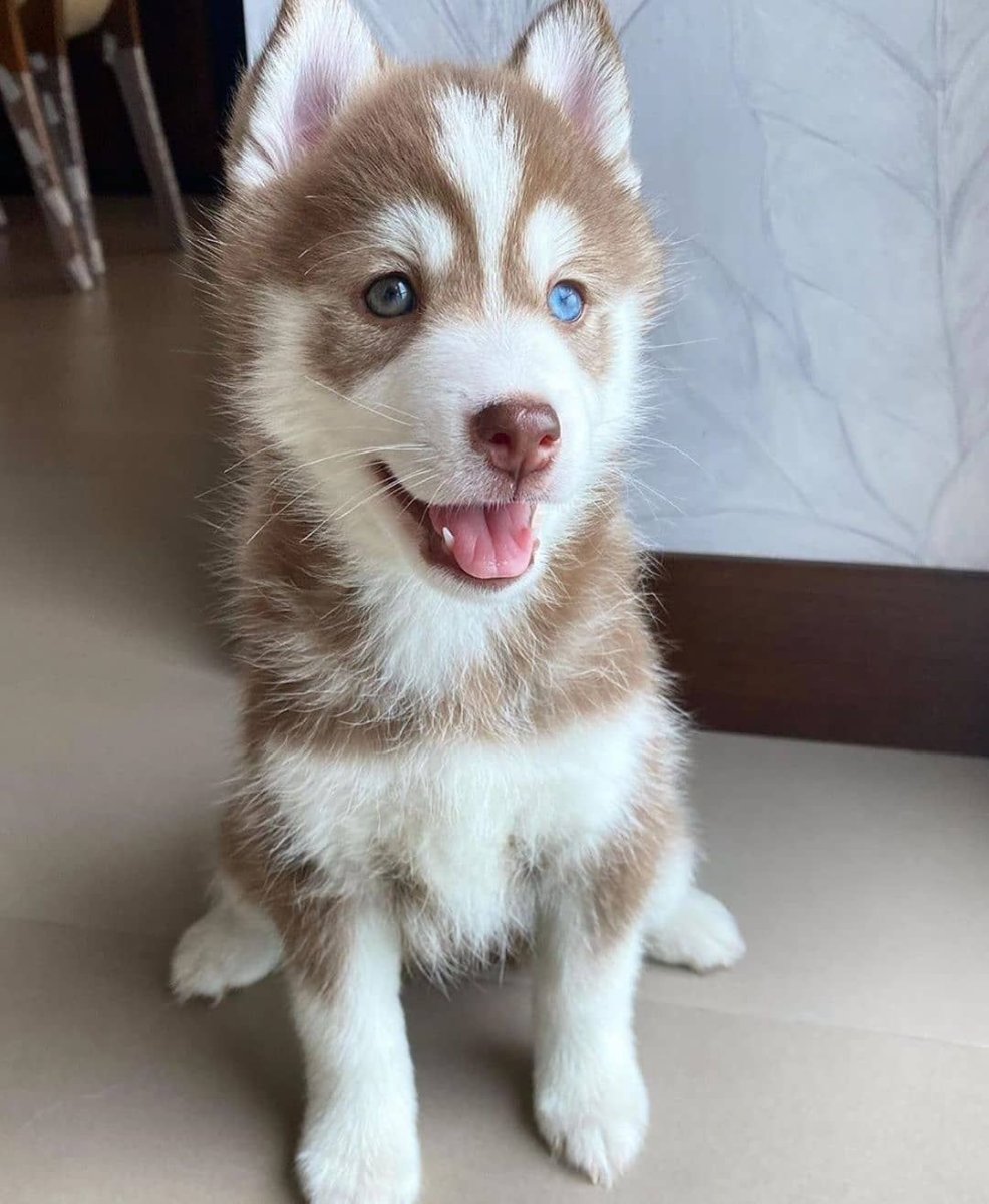 Щенки таксы и хаски