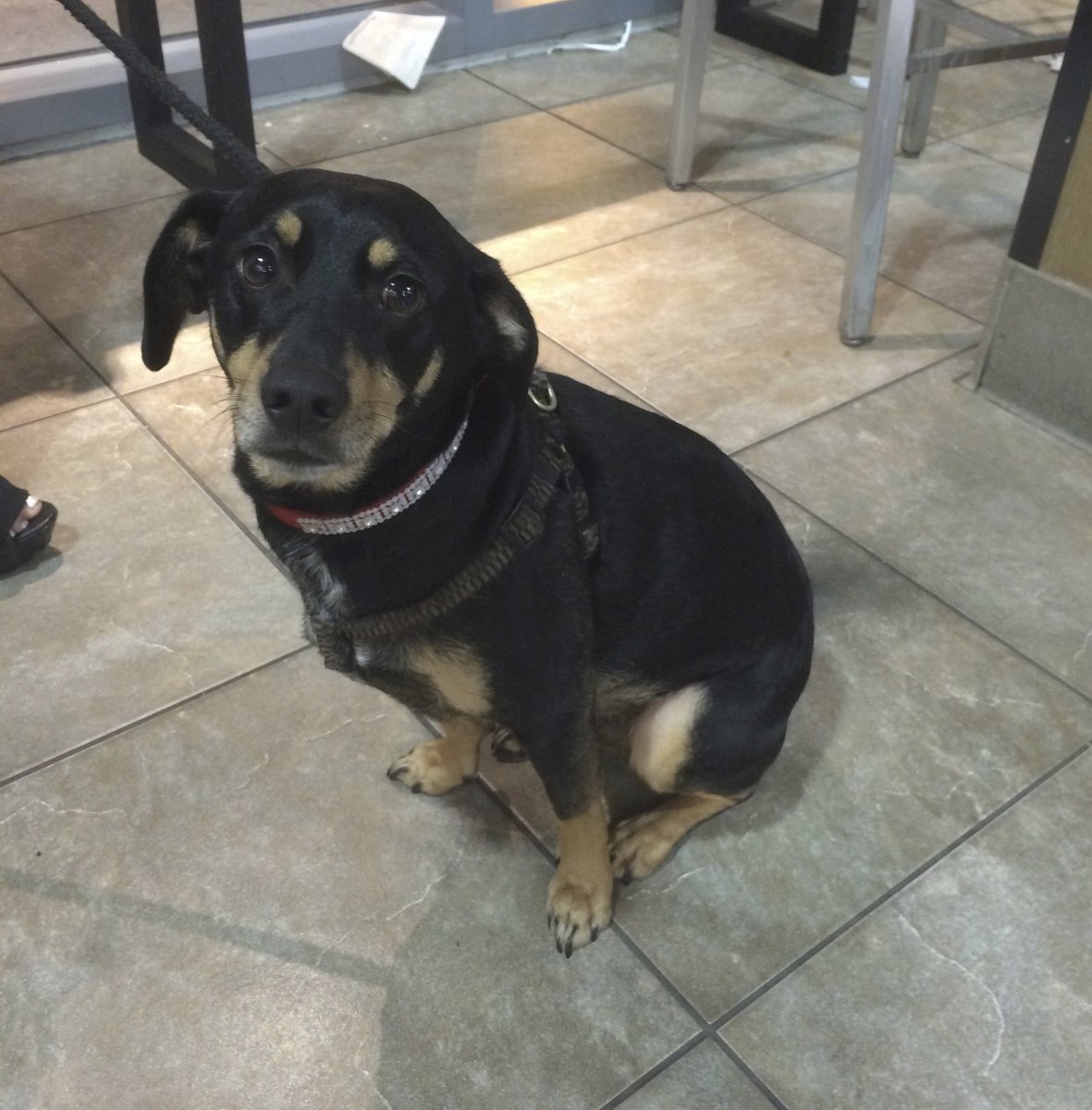 Метис таксы и овчарки