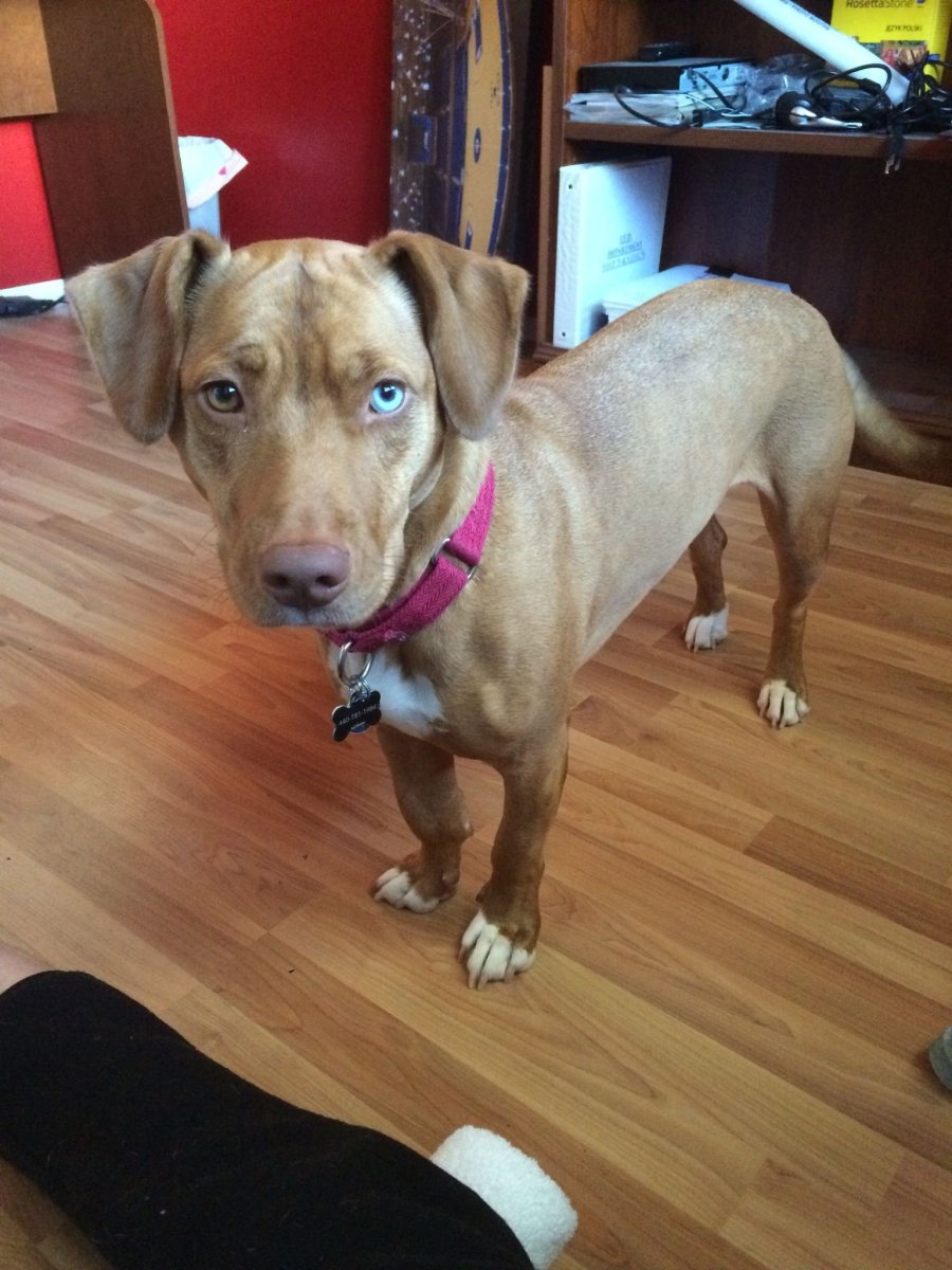 Питбуль и такса помесь