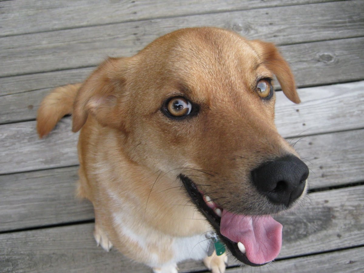 Риджбек и хаски