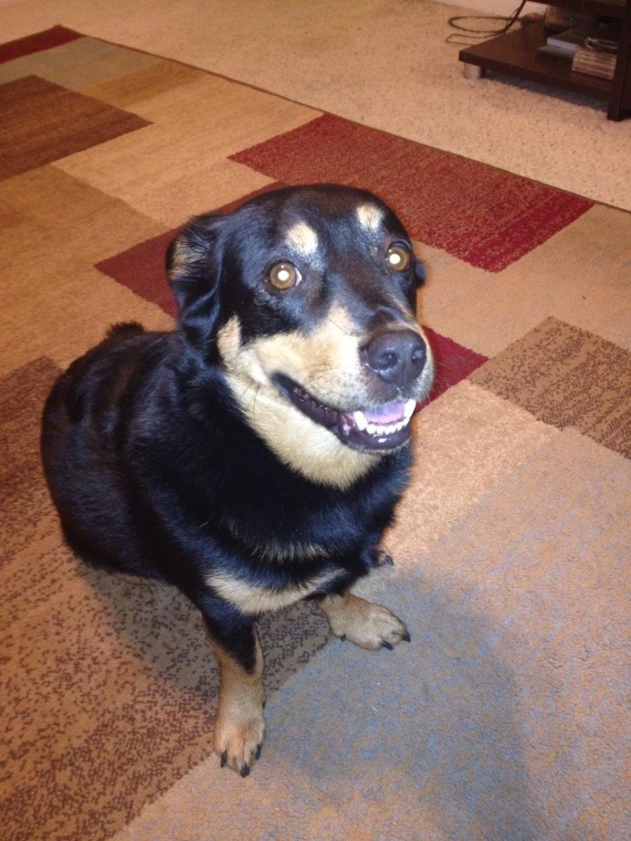 Смесь таксы и дворняжки