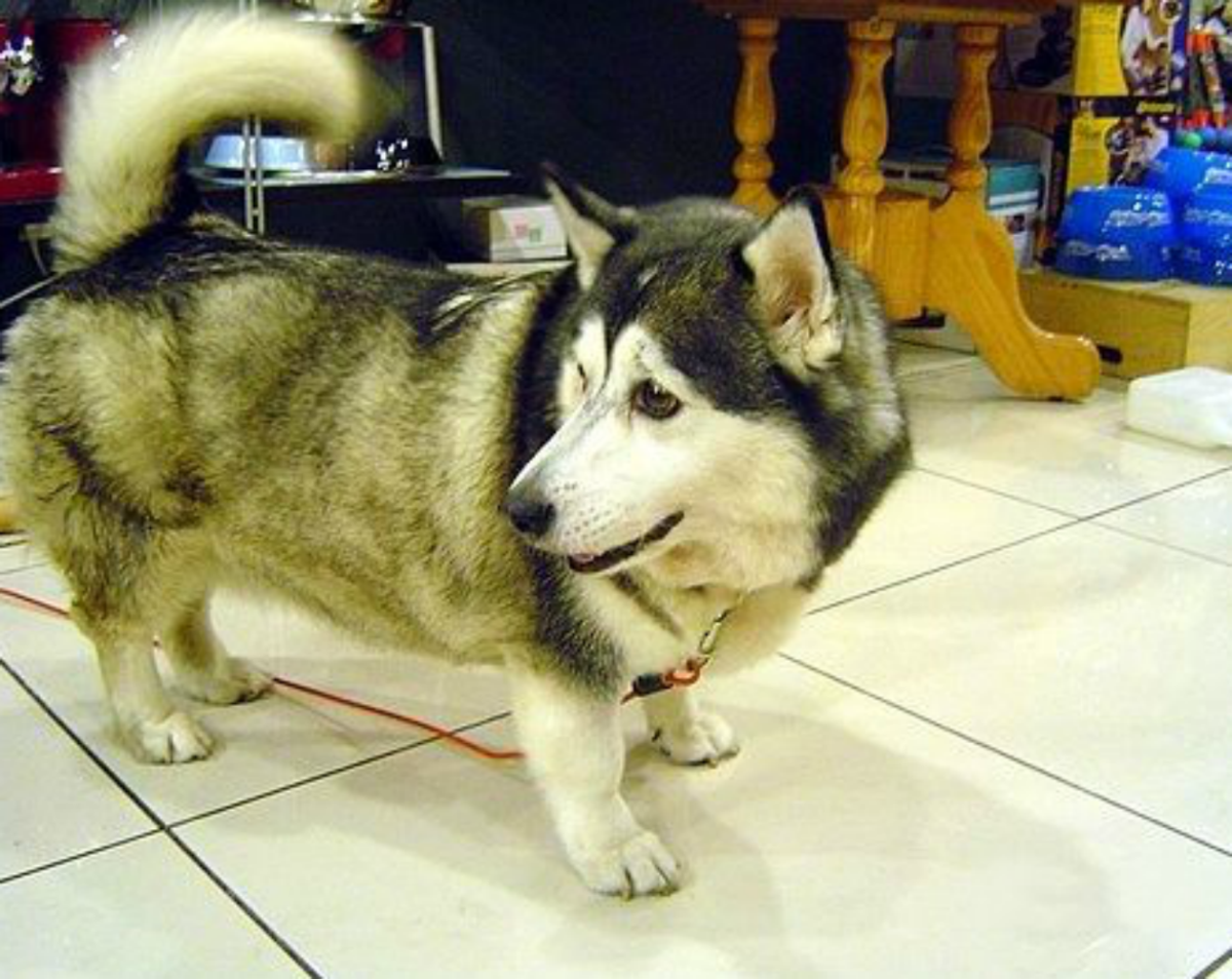 Помесь хаски и корги