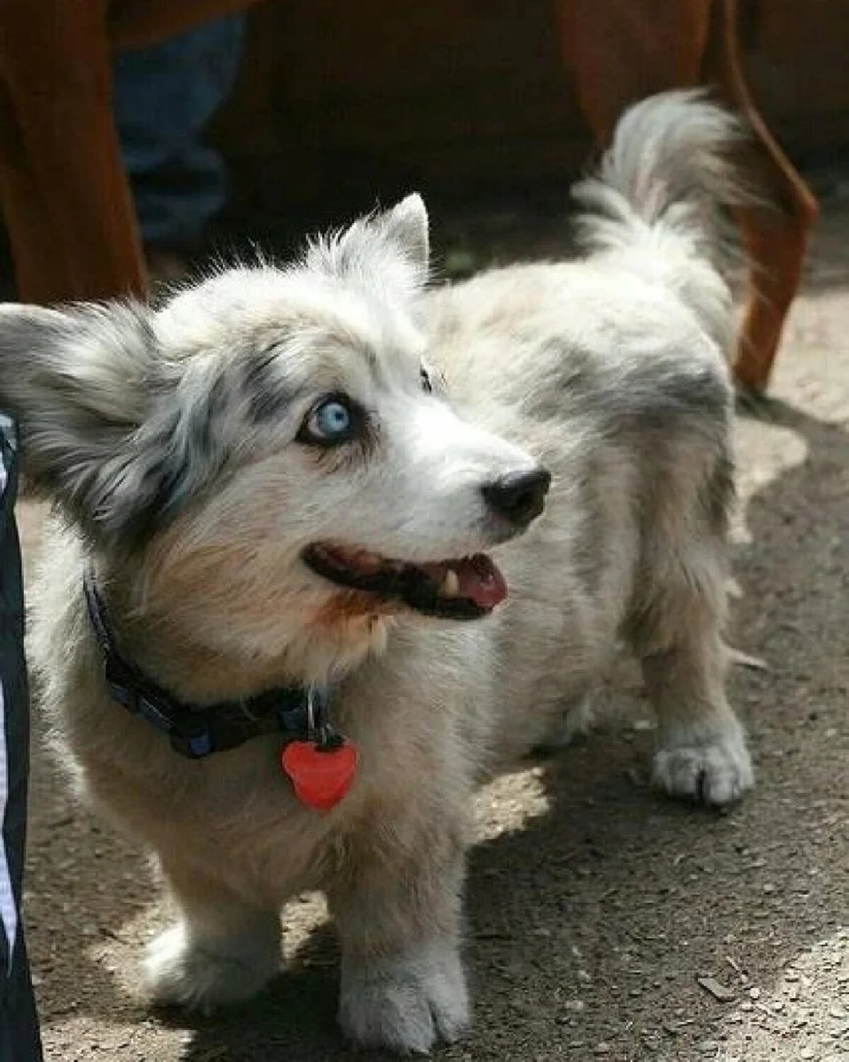 Помесь хаски и корги