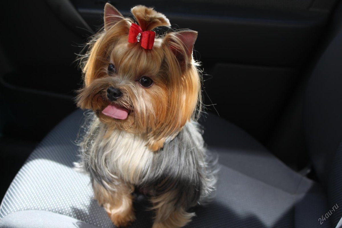 Йорк мини Беби фейс