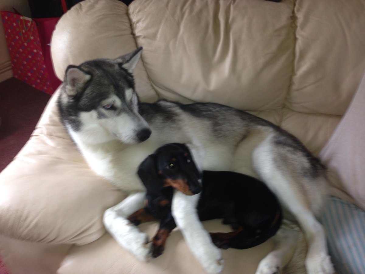 Щенки таксы и хаски