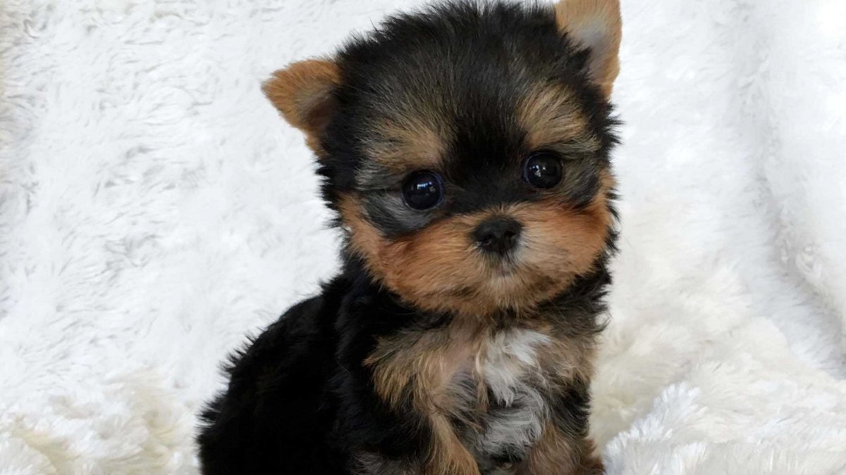 Йоркширский терьер