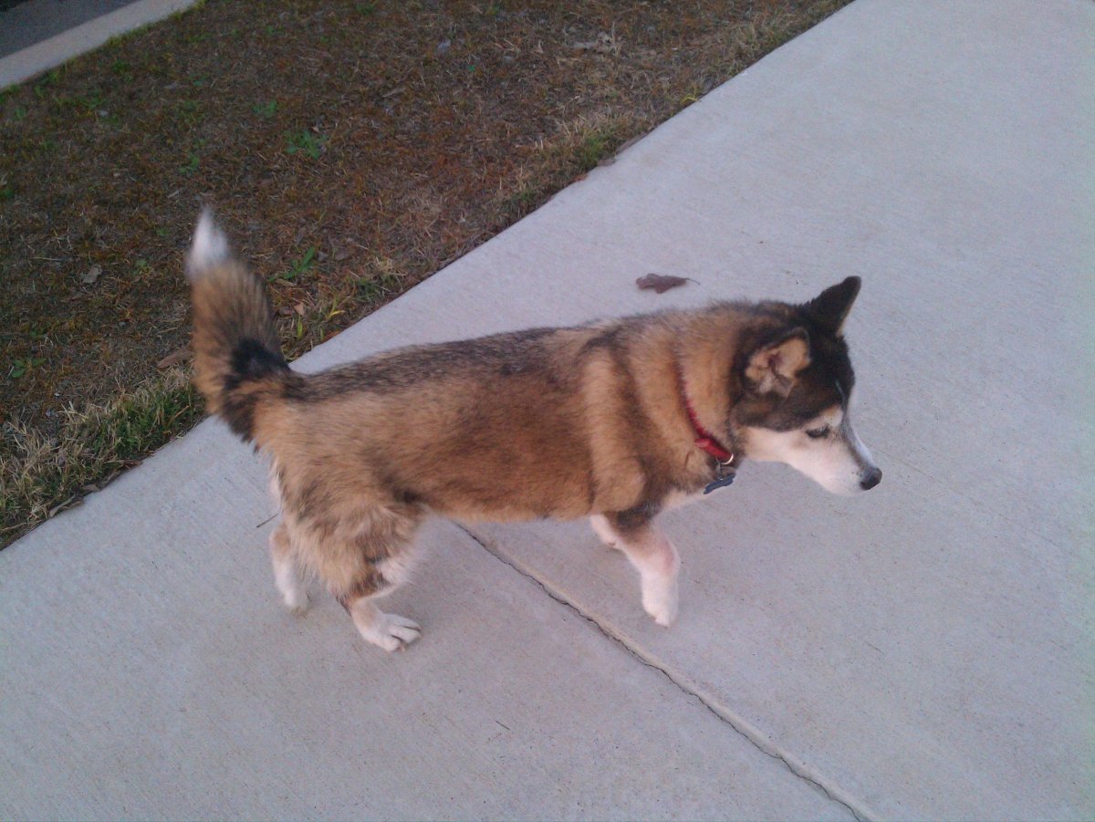 Смесь таксы и хаски