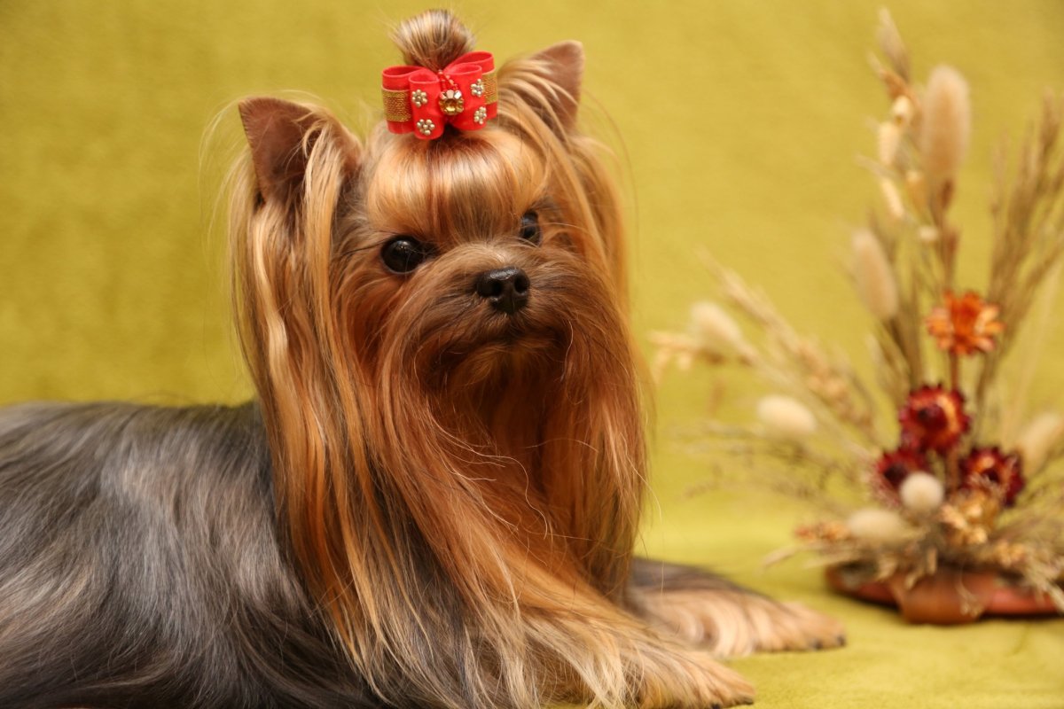 Терьер Йоркширский Малошерстный