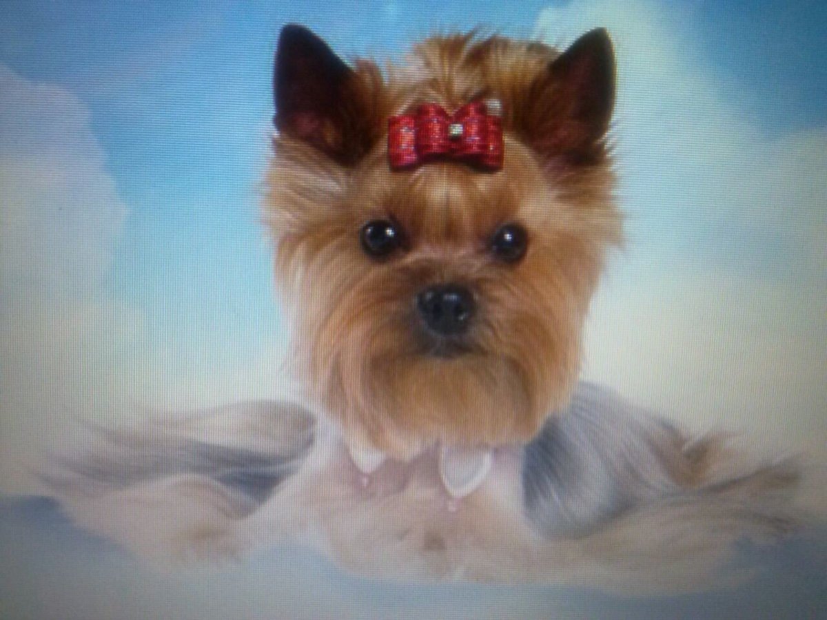 Йоркширский терьер микро Беби фейс