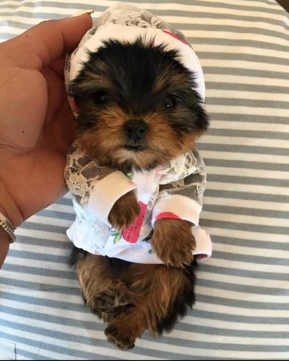 Йоркширский терьер мини Беби