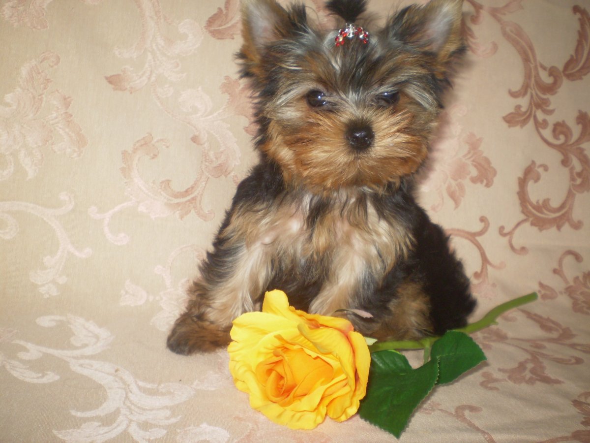 Йоркширский терьер мини Беби фейс