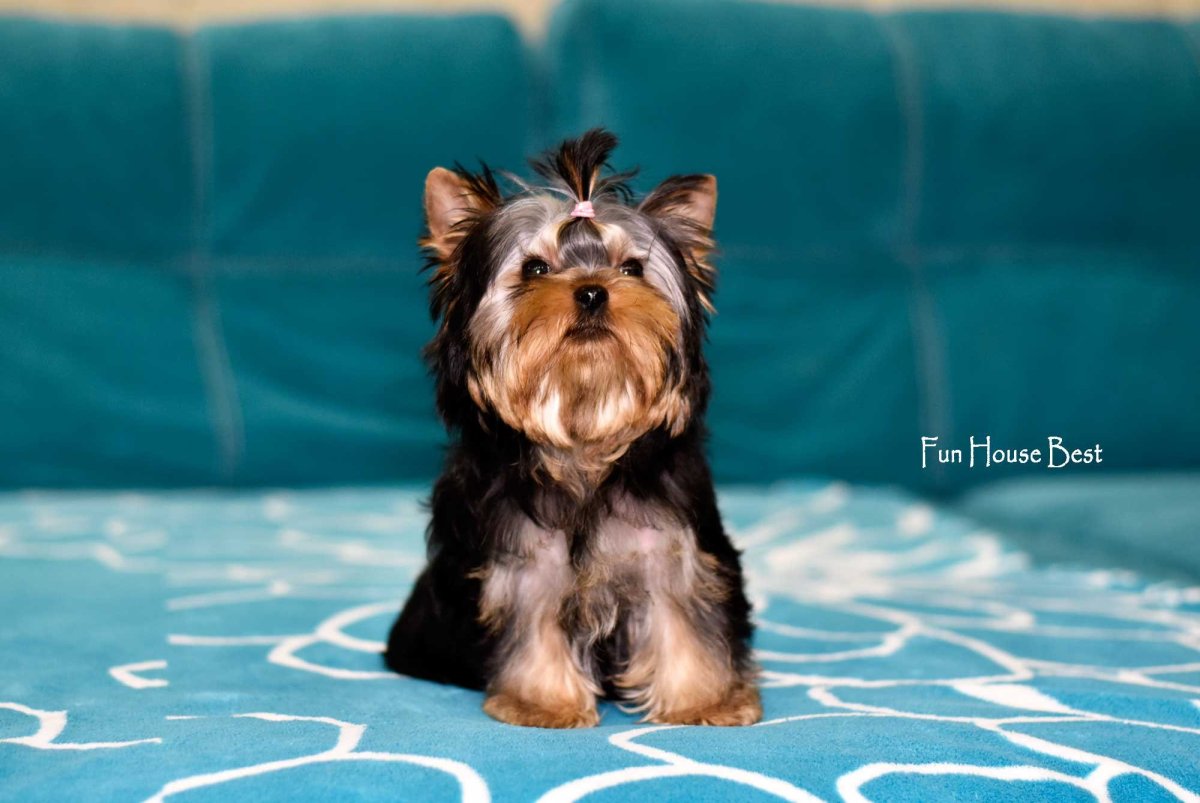 Йорк мини бэби фейс