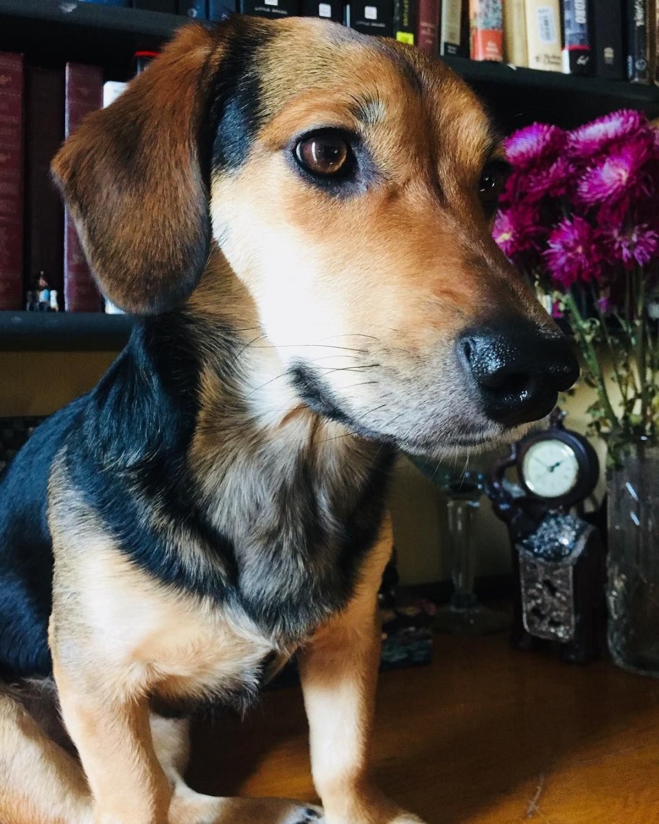 Бигль метис