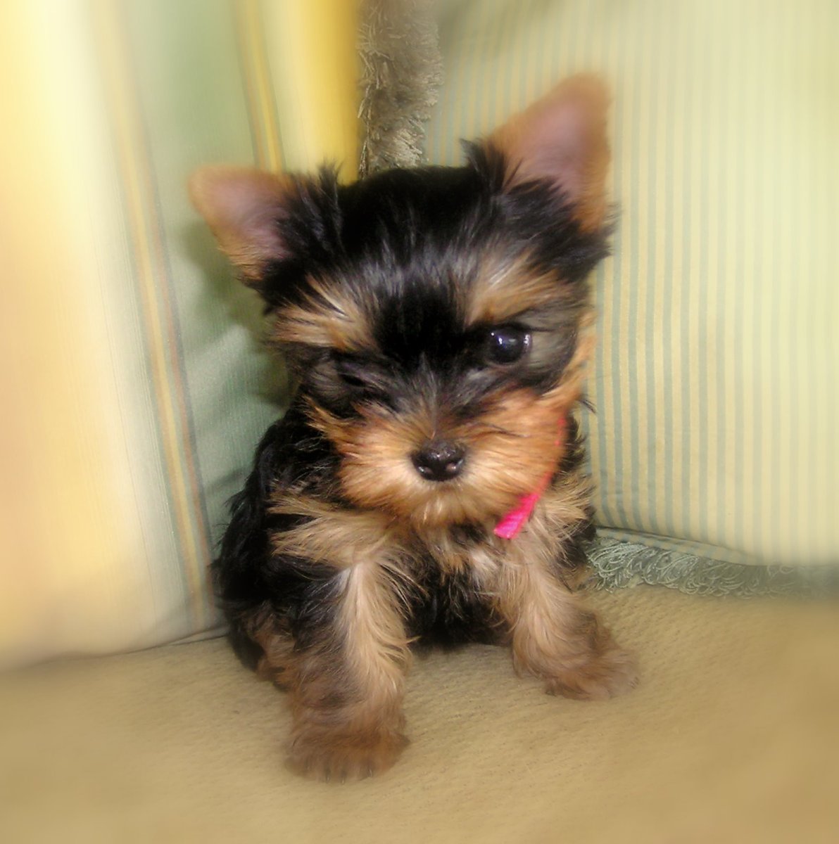 Йорк мини Беби фейс