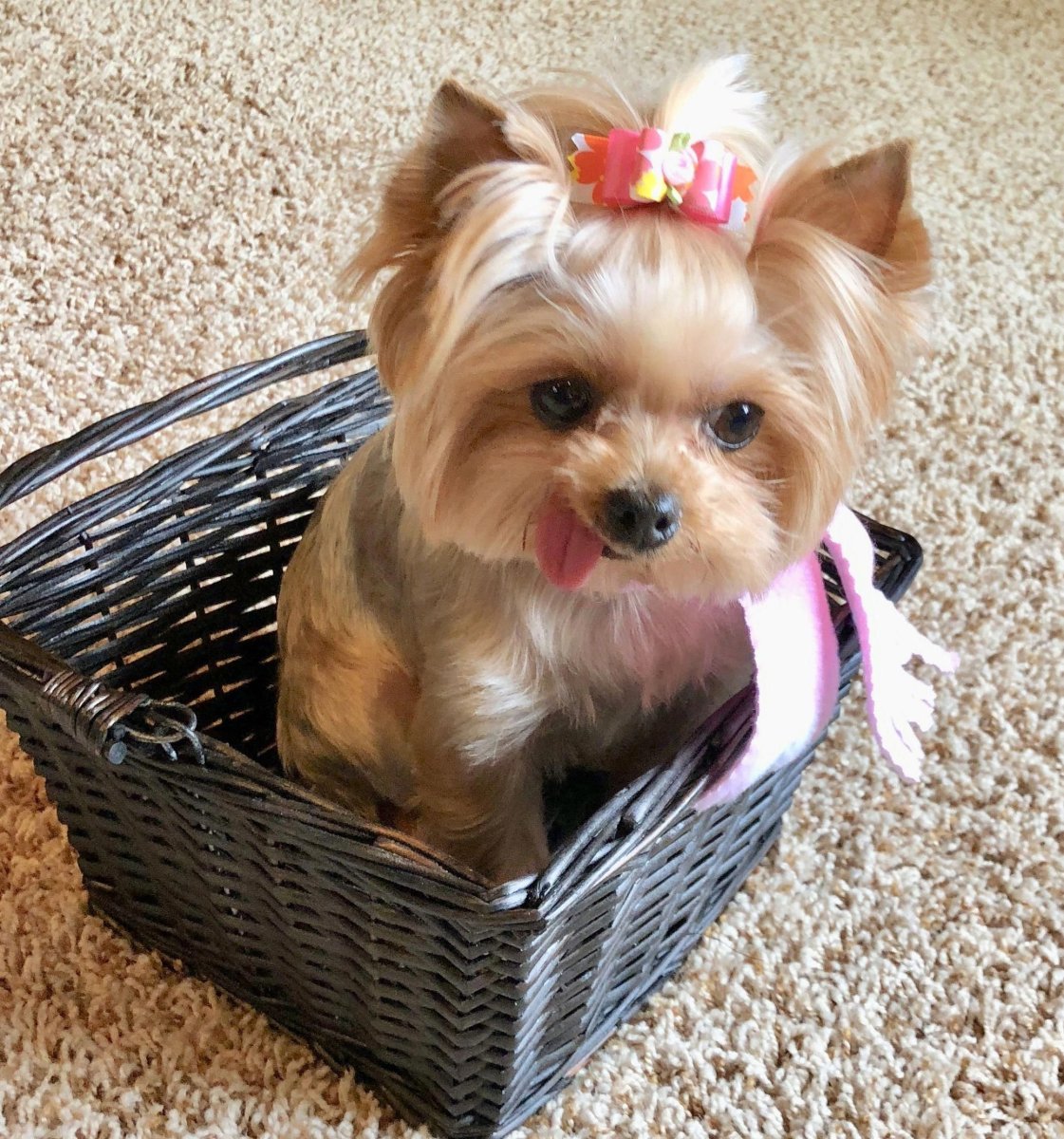 Йоркширский терьер мини