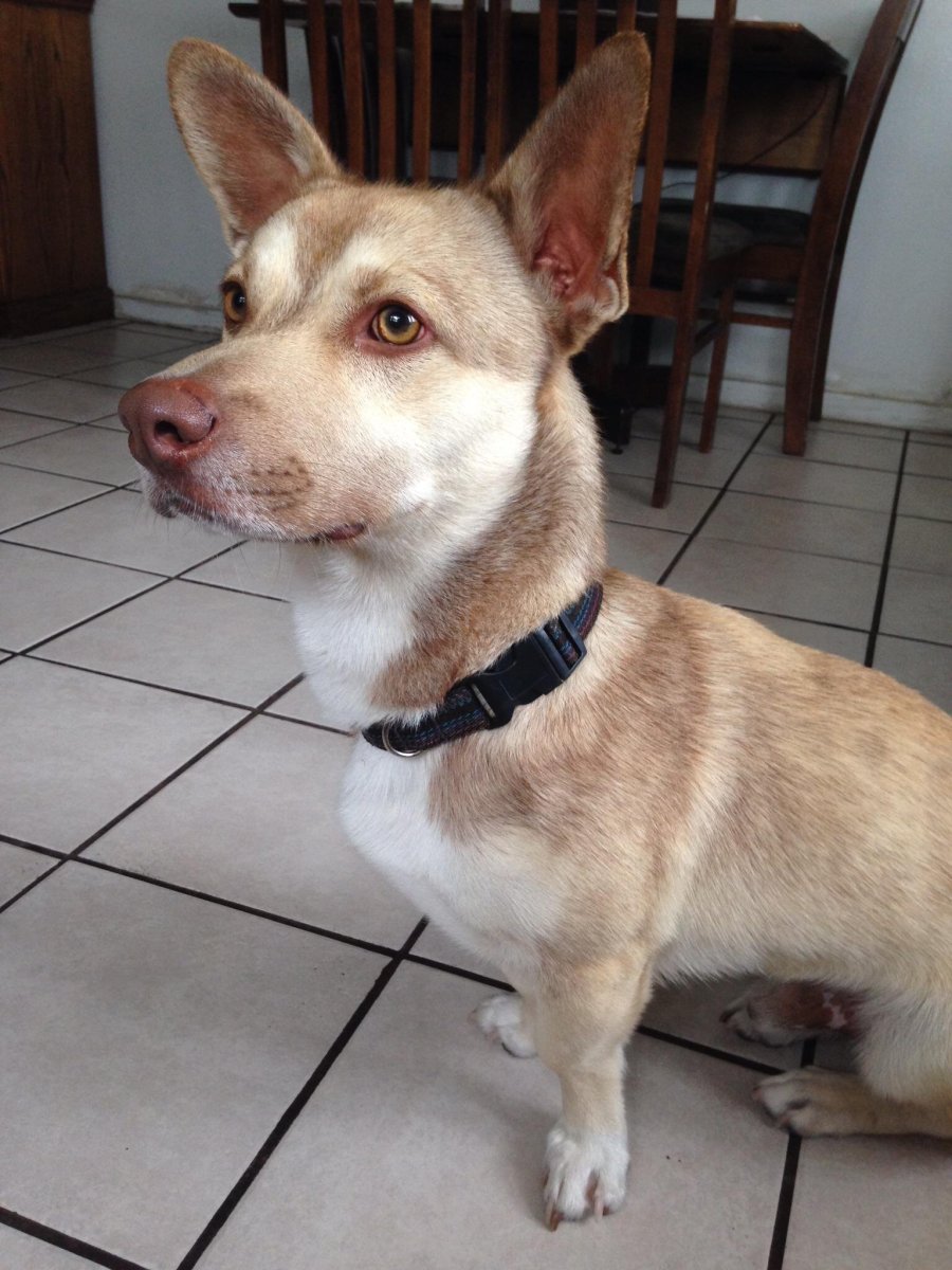 Помесь корги