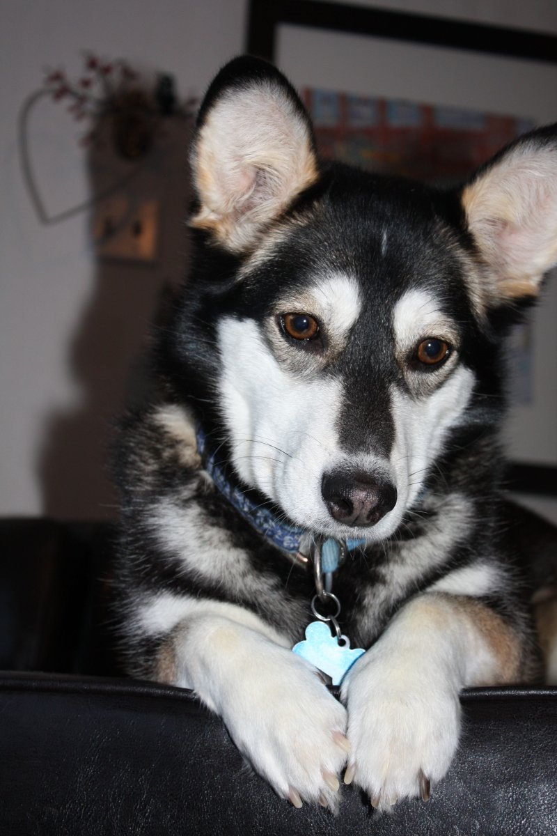 Вельш корги и хаски