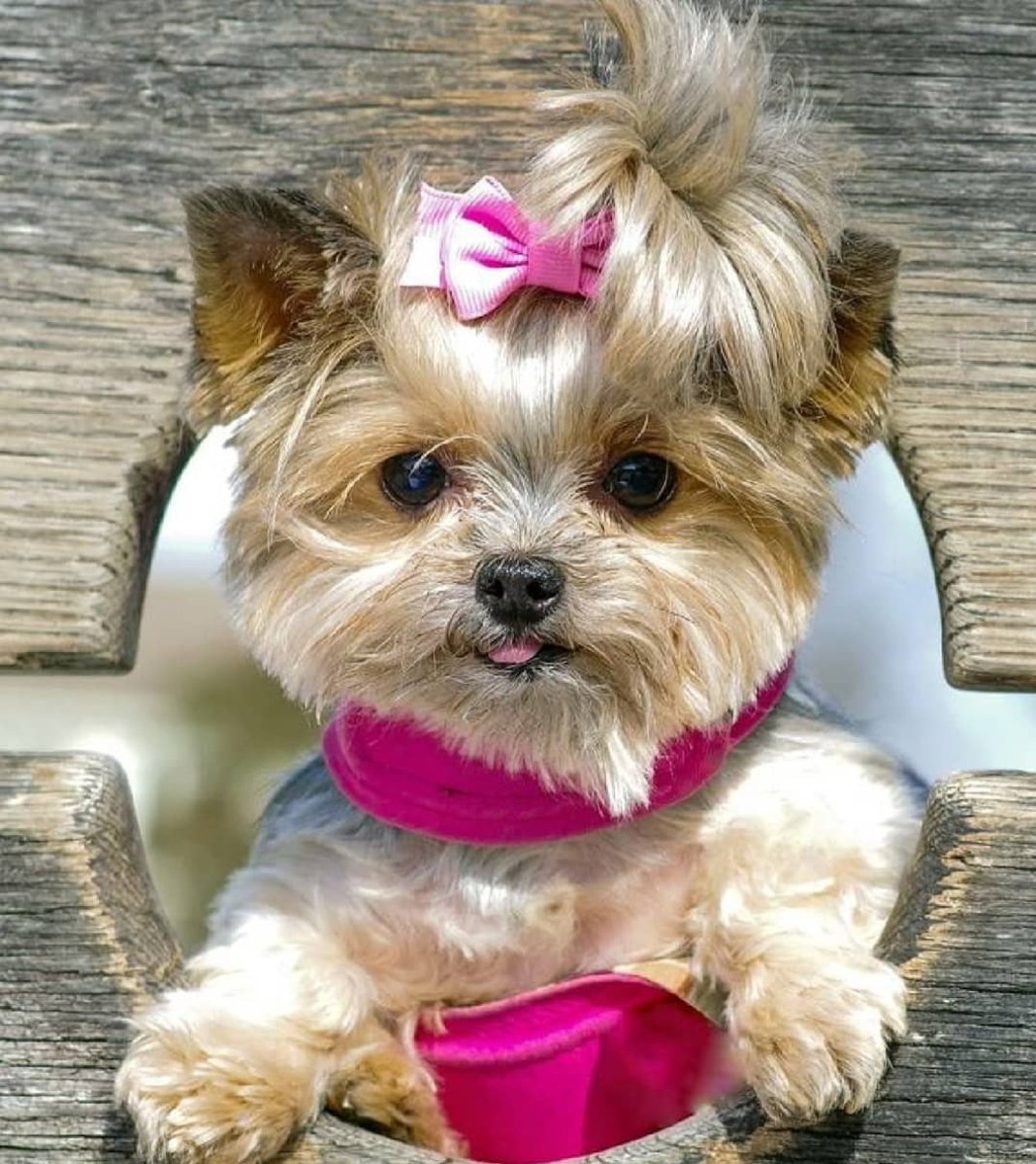 Йоркширский терьер