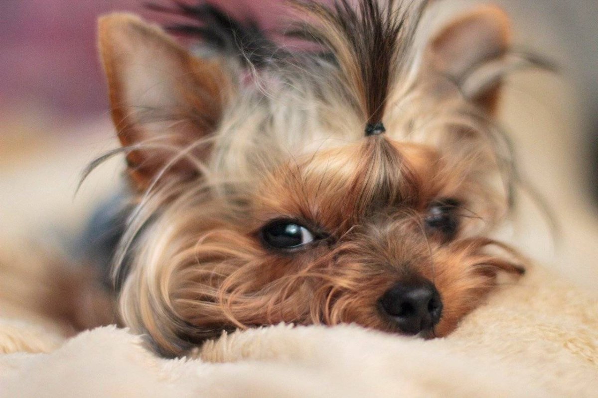 Йоркширский терьер мини