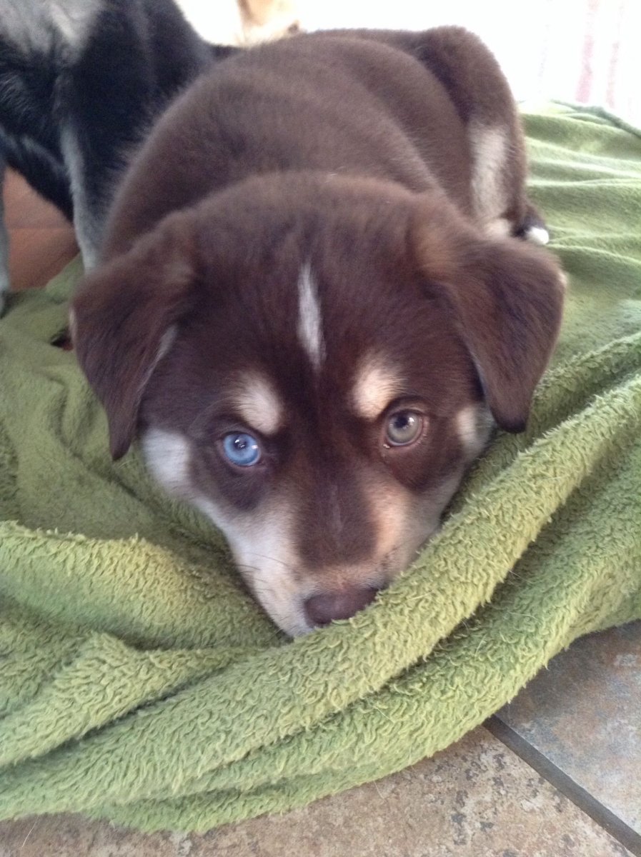 Метис лабрадора и хаски щенки