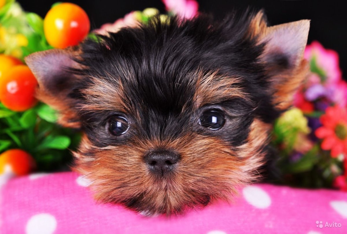 Йоркширский терьер Беби фейс