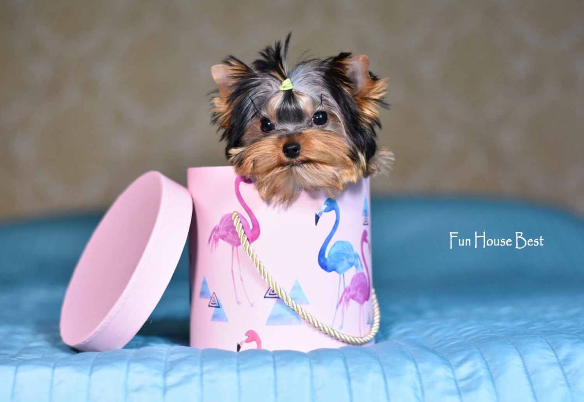 Йоркширский терьер кобби