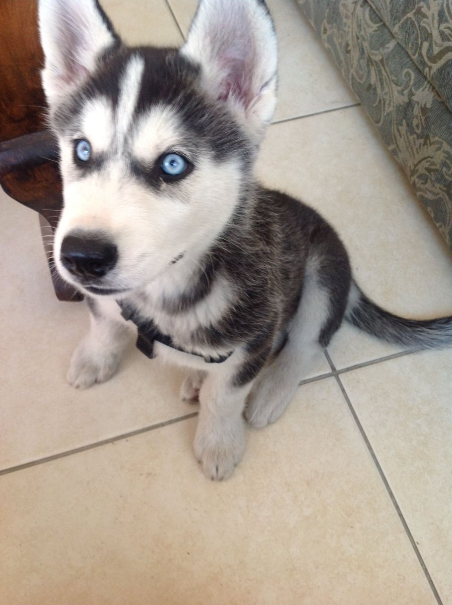 Метис корги и хаски