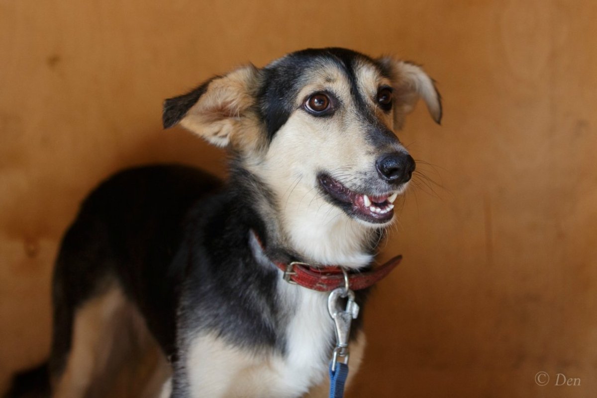 Метис хаски и таксы