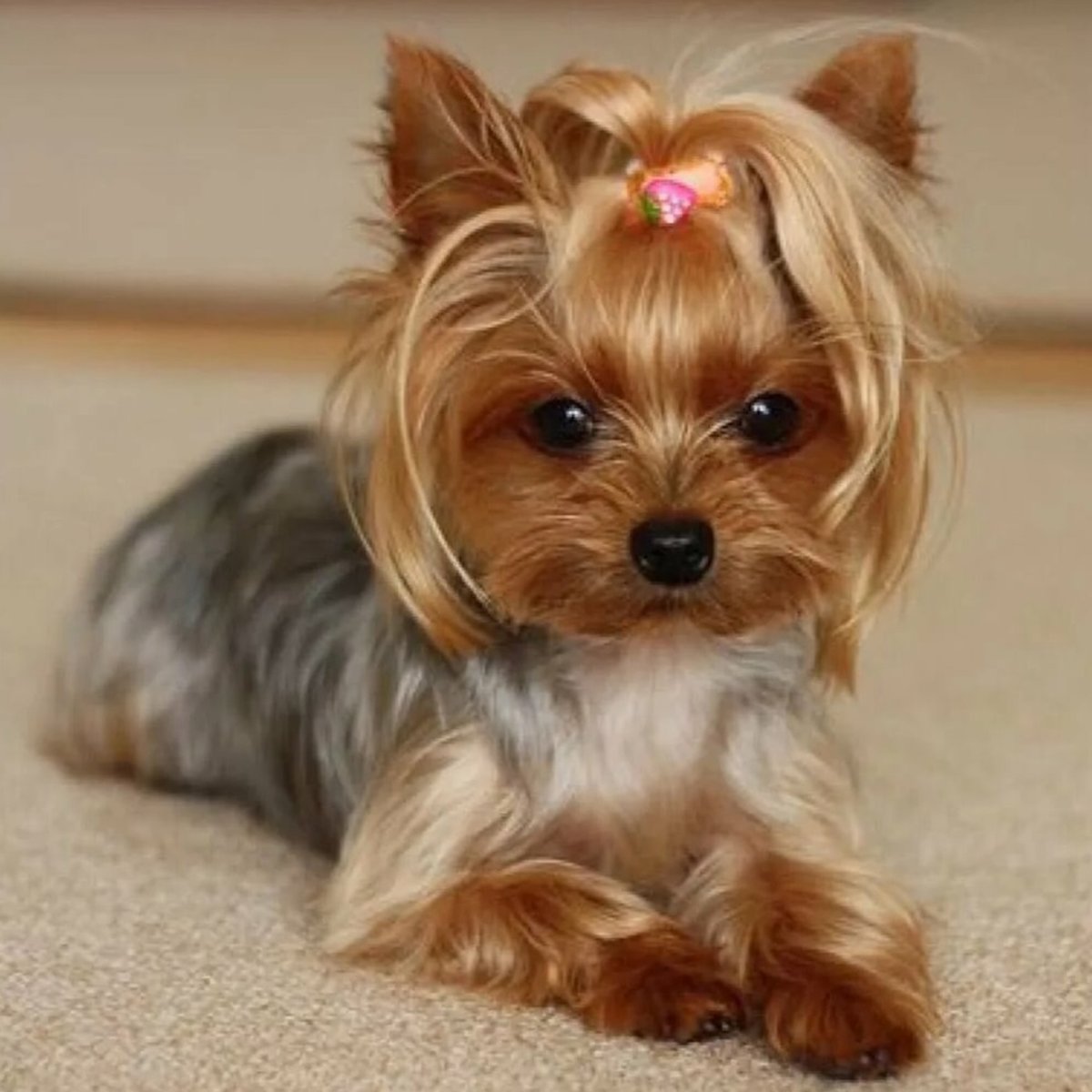 Карликовый Йоркширский терьер