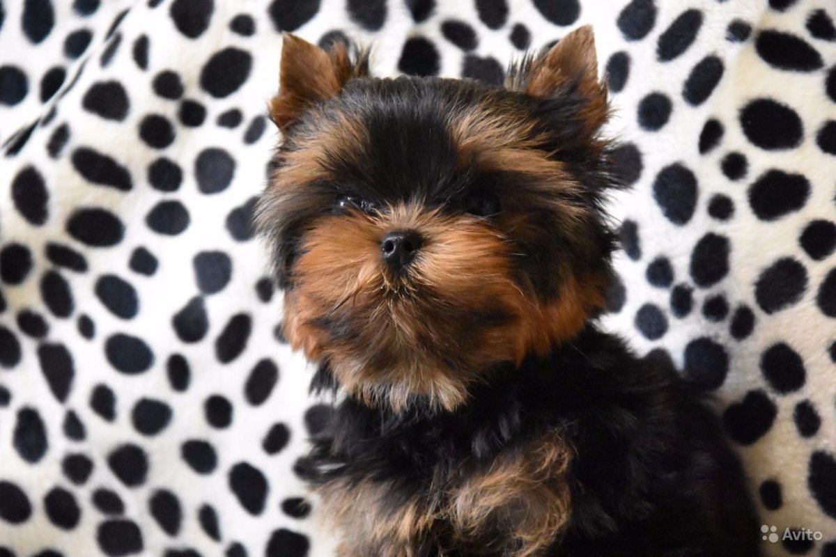 Йоркширский терьер мини Беби фейс