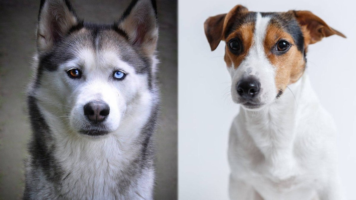 Джек Рассел и хаски