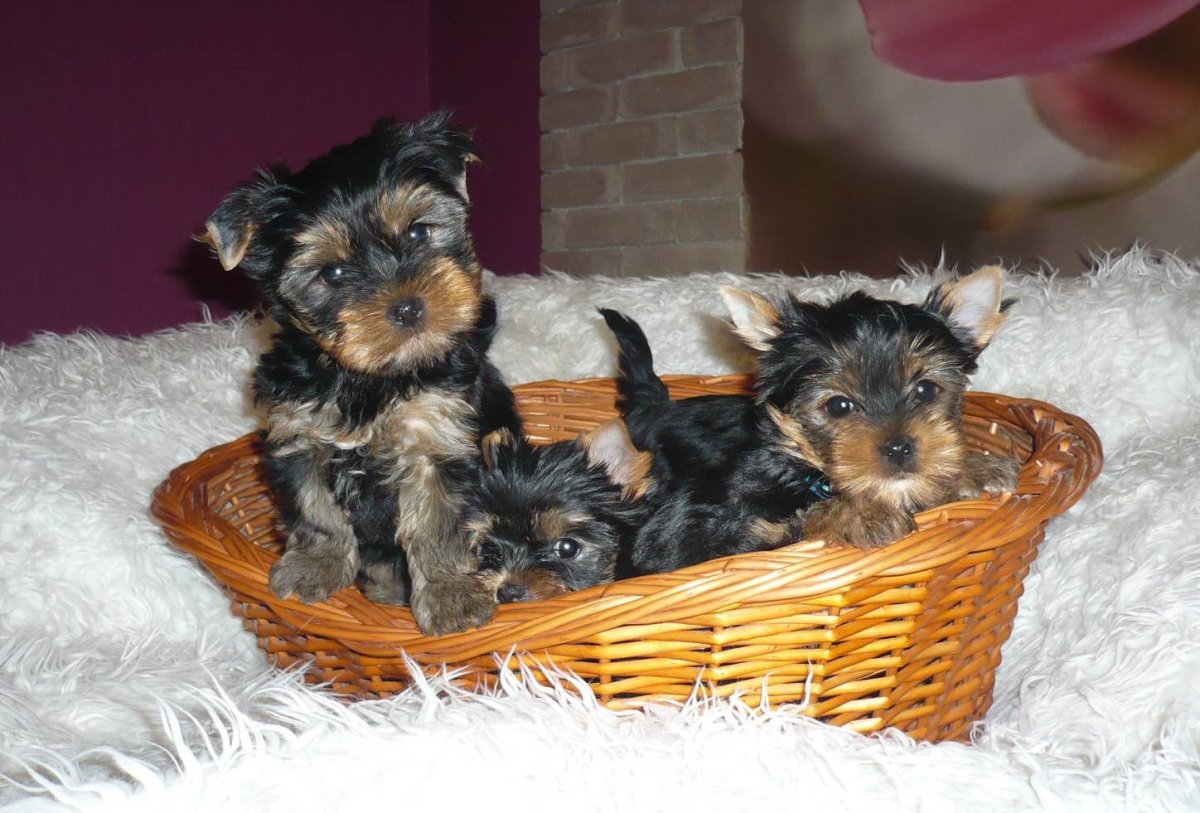 Йоркширский терьер Беби фейс