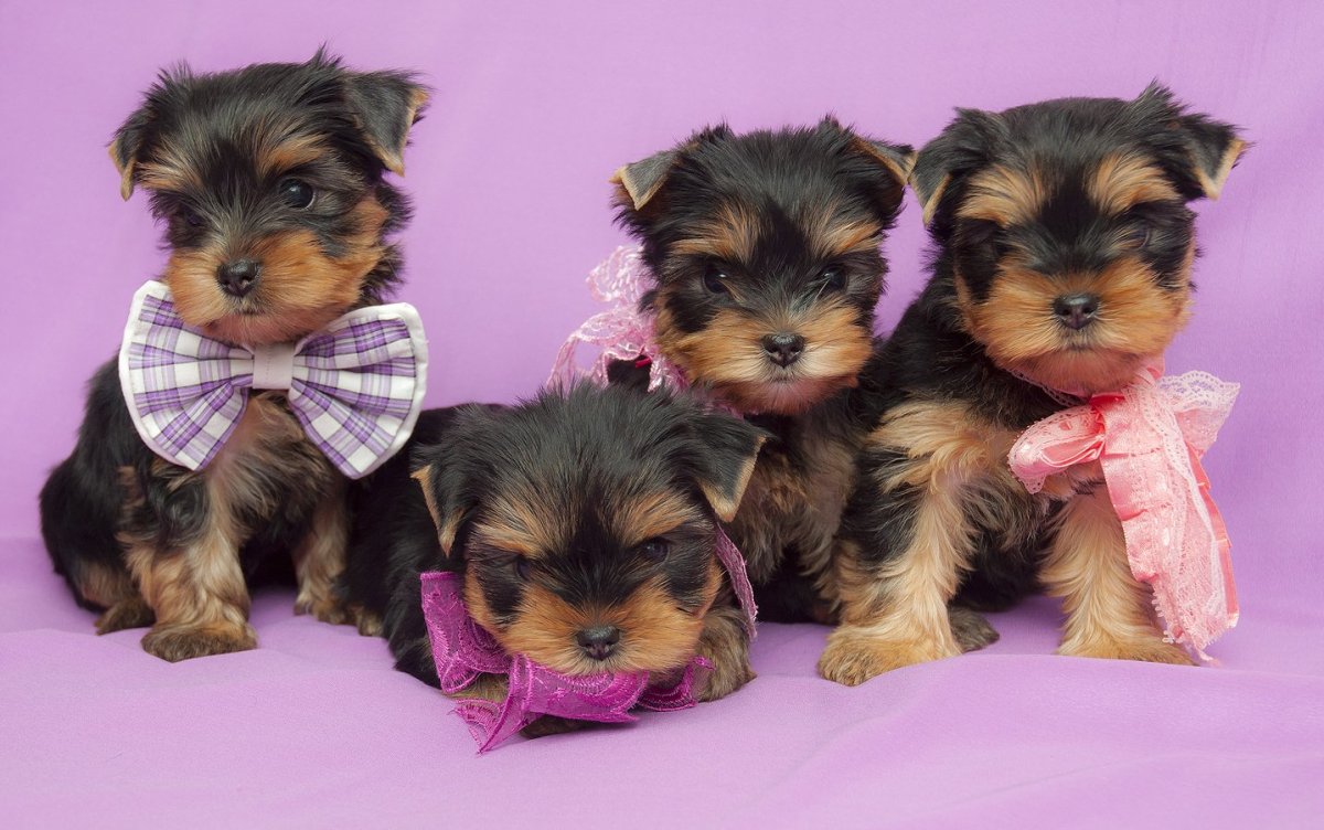 Йоркширский терьер со щенками