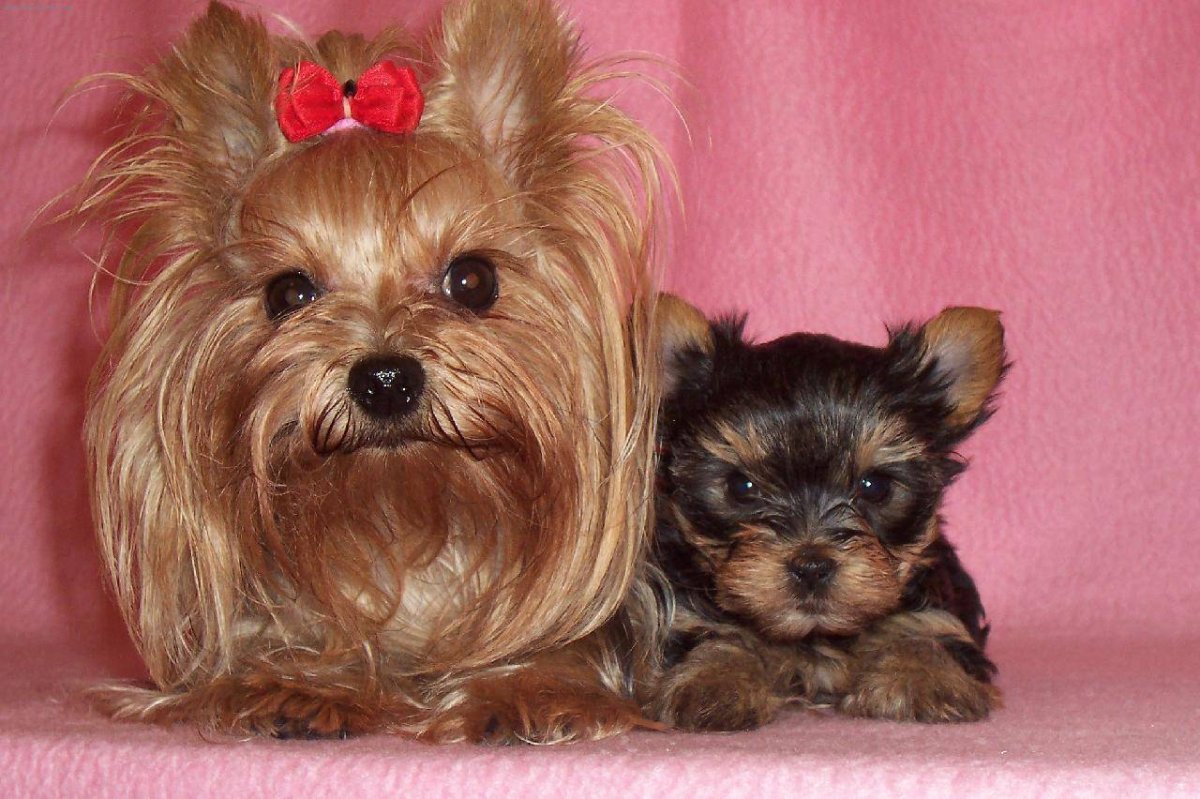 Йорк мини Беби фейс