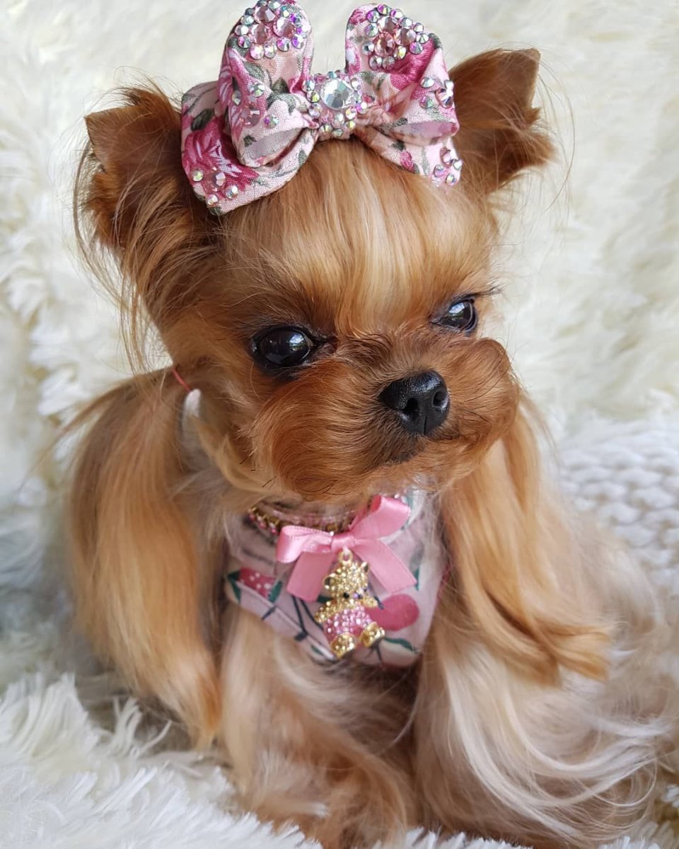 Йоркширский терьер мини девочка