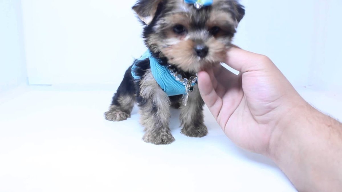 Йоркширский терьер Тедди