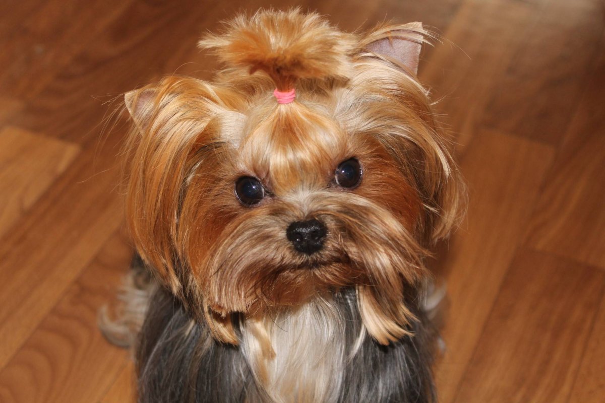 Йоркширский терьер Babyface