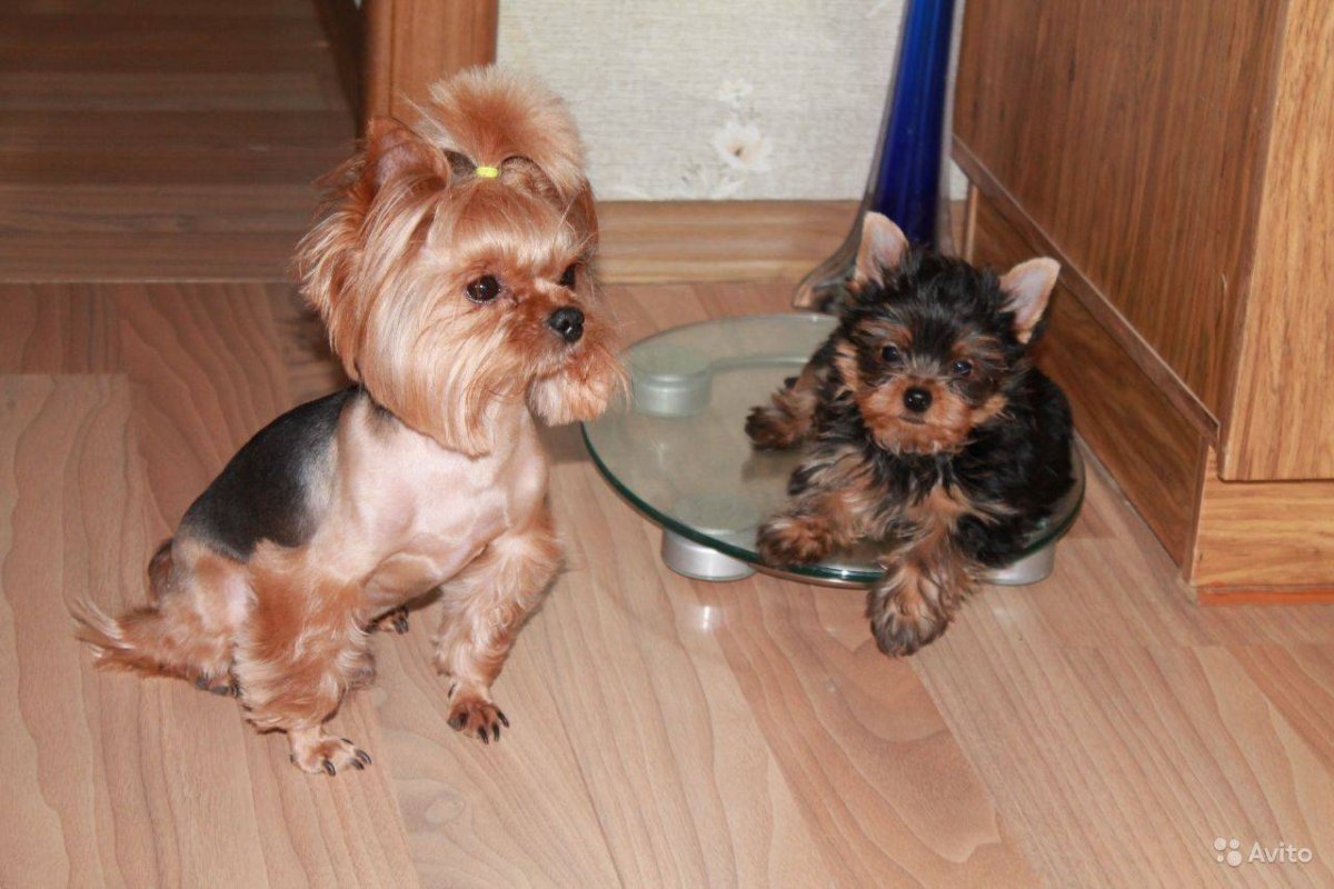 Йоркширский терьер Беби фейс