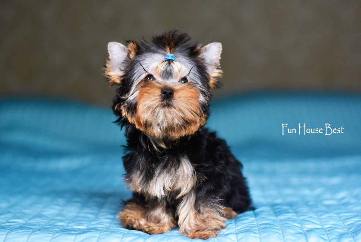 Йоркширский терьер микро Беби фейс